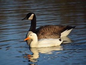 Light just right to observe a goose and duck in perfect harmony.