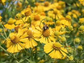 Autumn Sneezeweed is a perennial to consider for home yards, rural landscapes and naturalized plantings to attract beneficial pollinating insects and bird populations. (Supplied by West Coast Seeds)
