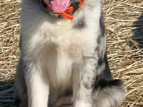 This four-month old blue merle border collie went missing from its home west of Simcoe Wednesday afternoon. Norfolk OPP are treating the incident as a suspected dog-napping. – Norfolk OPP photo