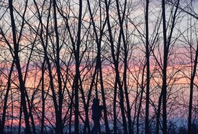 A vibrant post-sunset sky is enhanced by a kindred spirit silhouette among still leafless trees at Wickerson pond.