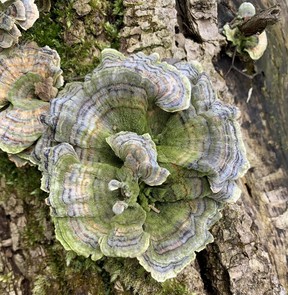 A turkey tail mushroom is one of a multitude of intriguing finds along the Carolinian woodlands trails of the Longwoods Road Conservation Area, west of London this spring.