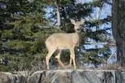 Emergency deer feeding program launched across the northwest
