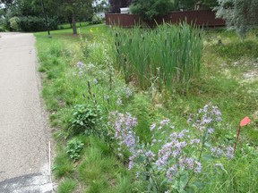 The efforts of local gardeners restored a beautiful wetland area in Highwood Park half a dozen years ago. (Devon Communities in Bloom)