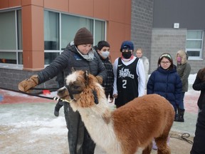 Herons Crossing students got treated to a petting zoo featuring Alan the Alpaca alongside some goats and a miniature pony for Pink Shirt Day, which the school celebrated on March 2.