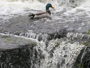 A mallard drake feeds in the waterfalls at Napanee's Springside Park in May 2021. Quinte Conservation has issued a flood outlook statement as spring flows increase amid warming temperatures.