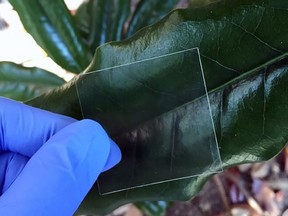 A researcher holds up a square of transparent wood material against a green leaf.