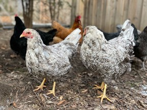 City councilors want municipal staff to get expert advice on regulating the raising of backyard chickens.  Submitted