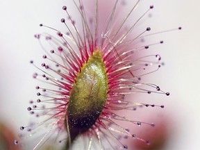 The carnivorous sundew plant attract insects that get caught by hairs on its  leaves like flypaper. Associated Press