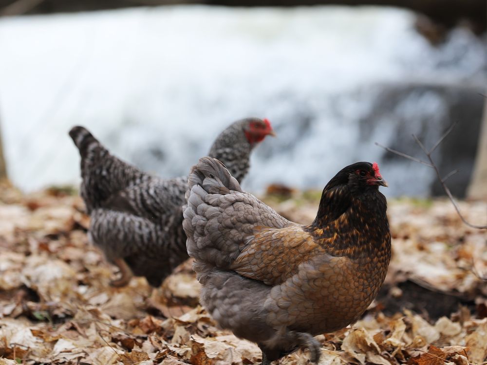 ElizabethtownKitley tables chicken bylaw Brockville Recorder & Times