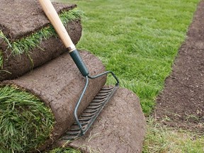 Ideally, sod should be installed the same day it has been harvested, writes gardening expert John DeGroot. The following day is usually fine, but by day three sod will be past its best before date.