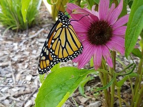 Chatham-Kent Butterflyway supporter Marilou DeMaeyer snapped this photo of a monarch butterfly on a purple coneflower. The group is hoping to create a network of native plants across the municipality to support pollinators.