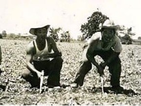 Japanese Canadian farm workers near Glencoe during the summer of 1942 near Glencoe. File photo/Postmedia