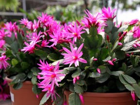 Indoor flower Rhipsalidopsis or "Easter cactus"