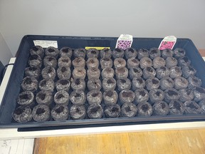 In the photo are tiny petunia seedlings growing in pellets of compressed earth. They are sorted by colour and each one will be potted in its own larger containers until ready for planting outside. The transplanting process requires the delicate separation of the seedlings because there could be multiple ones growing in the same pellet.