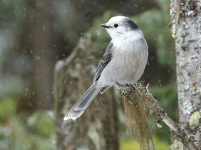 A Gray Jay perched on a branch in the snow. PaulReevesPhotography Getty Images