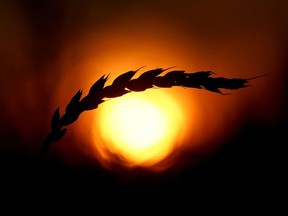 A view shows an ear of wheat in a field owned by the "Siberia" farming company at sunset outside the village of Ogur in Krasnoyarsk Region, Russia September 8, 2019.