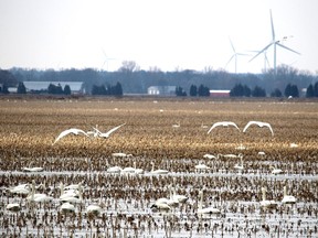 Swans are shown in this file photo landing in fields near the Lambton Heritage Museum.