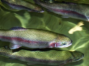 Domestic rainbow trout swim in a tank inside the Bluewater Anglers' hatchery during the club's open house on Saturday, March 19, 2022 in Point Edward, Ont.  Terry Bridge/Sarnia Observer/Postmedia Network