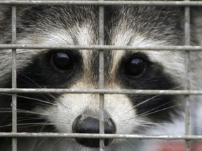 A captured raccoon peers through the bars of a trap in Grand Isle, Vt., in 2007.