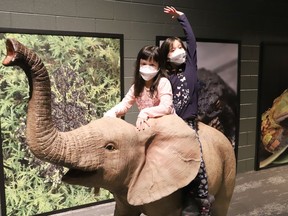 Anna Chung, 5, left, and her sister, Lucy, 8, visit the Wildlife Adventures exhibition by Little Ray's Nature Centre at Science North in Sudbury, Ont. on Tuesday March 15, 2022. John Lappa/Sudbury Star/Postmedia Network