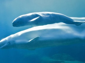 Beluga whale numbers are declining in the St. Lawrence River.