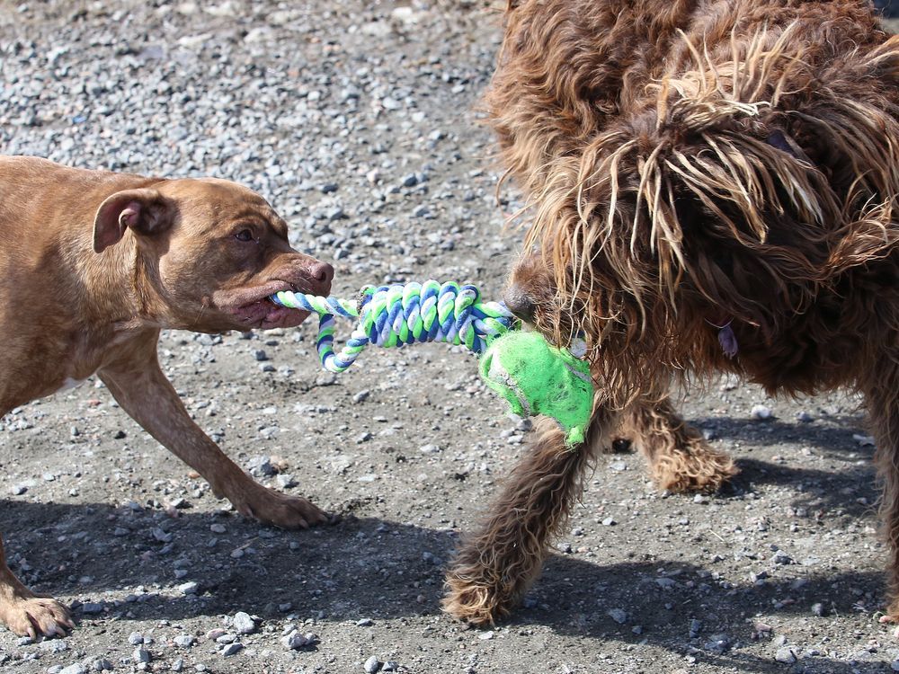 A new place to play? Valley East dogs may soon get their own park - Take our poll