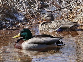 Ducks hang out on Lily Creek near Martindale Road in Sudbury, Ont. on Tuesday March 29, 2022. John Lappa/Sudbury Star/Postmedia Network