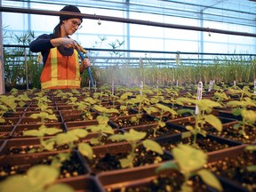 Christina Sokay, a St. Thomas parks horticulture technician, waters ageratum started in the Pinafore Park greenhouse. After two years of pandemically reduced plantings, city parks and downtown will bloom this year like they used to before the public health crisis began. (Eric Bunnell photo)