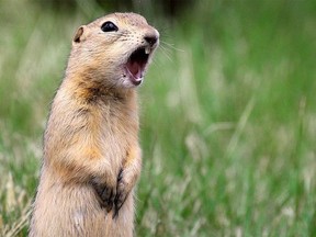 At the March 23 regular Millet Town Council meeting, Council approved using a food bait to deal with ground squirrels on town sports fields
PHOTO BY GAVIN YOUNG /Calgary Herald