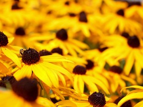 Pollinators enjoy black-eyed Susan flowers. These are the plants that attract an array of wildlife. Postmedia