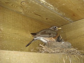 On this particular year robins found a perfect cranny under a deck to build their nest and fledged 4 happy, healthy chicks. Photo by Phil Burke