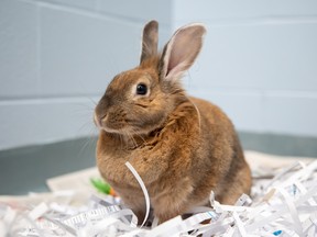 The Humane Society of Kitchener Waterloo and Stratford Perth is asking for the public's assistance as both shelters continue to be inundated by pet rabbits that have been surrendered by area residents. Pictured is one of the 18 rabbits currently being cared for across both shelters. Thirty-four more rabbits have been placed on a waiting list. Submitted photo