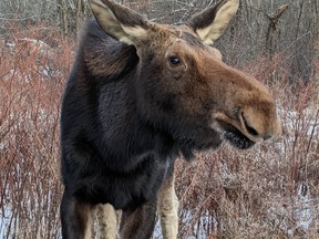 Hilkka the moose hangs out on a property in the Beaver Lake area. The animal has become accustomed to people and could pose a safety hazard if she isn’t relocated.