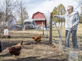 Janis Goodmurphy points to each hen and announces their name as they run around their outdoor enclosure located on her Centre Hastings property. Tuesday in Centre Hastings, Ontario. ALEX FILIPE