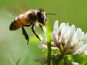 The County Sustainability Group has announced a new bursary program for farmers committed to the principles and practices of organic farming. Funded by a gift from PECÕs Long Point Honey Company, $500 will be awarded to a farmer who illustrates sustainable practices to protect, preserve, and promote pollinator health.