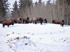 The Métis Nation of Alberta (MNA) has coordinated the transportation of 20 wood bison (15 cows and five young bulls) from Elk Island to the Wildlife Park at Métis Crossing in what Audrey Poitras, MNA President is calling a 'milestone in reconciliation.' Photo provided by MNA.