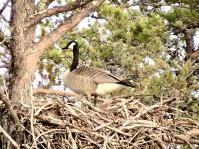 This is not an April joke but it certainly looks like one. This goose decided to use an abandoned eagle nest. Photo by Phil Burke