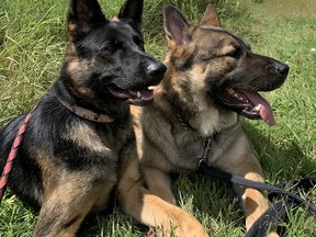 Athena and Jack are pictured in this photo provided by the North Bay Humane Society. Jack came to the North Bay Humane Society from Northern Manitoba and was adopted in 2019. The humane society will benefit from the premiere of “A Tail of Love” at the Galaxy Cinema April 25.

Submitted Photo
