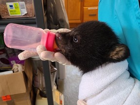 An orphaned cub found north of Capreol gets a boost of dextrose and electrolytes from Gloria Morissette at the Turtle Pond Wildlife Centre last winter. Supplied