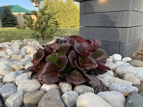 Bergenia is among some of the first perennials you’ll see as the spring begins. John DeGroot photo