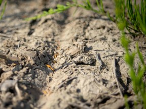 The Soil Health Program has been confirmed by the Lower Thames Valley Conservation Authority for both 2022 and 2023 after providing about $94,000 to farm businesses in its first year. Handout