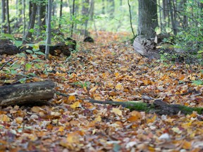 Lambton Wildlife Inc. will be host to a ceremony marking the 50th anniversary of the Mandaumin Woods Nature Reserve on Sunday, May 1 at 1 p.m.
Handout/Sarnia This Week