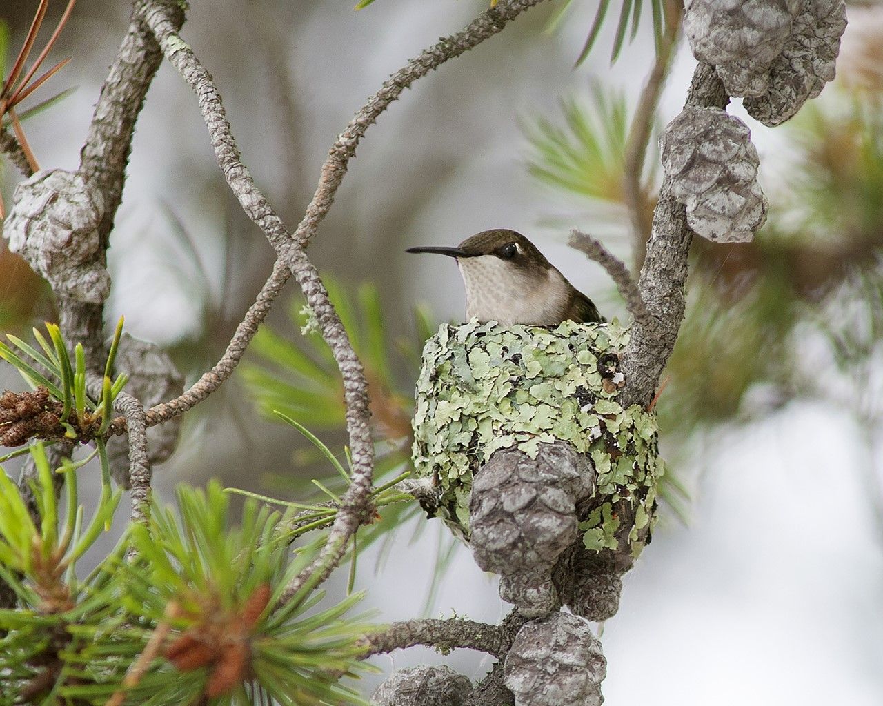 NATURAL ACQUAINTANCES The art of nesting Chatham Daily News