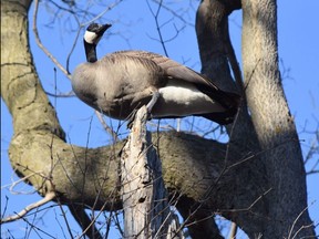 ON THE LOOKOUT: Not sure if this Canada Goose was looking for love during the mating season or seeking solace from folks enjoying spring weather in Greenway Park this month.