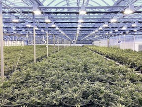 More than 230 workers at HEXO Corp's Belleville commercial cannabis operation are being handed their walking papers, the company said Thursday.