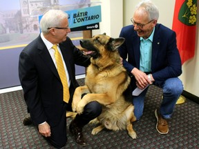 Nipissing MPP Vic Fedeli and North Bay and District Chamber of Commerce President Peter Chirico share the spotlight with Diesel, Friday, as Fedeli announced $2.5 million in funding for five film and TV productions, including a two-part episode of Hudson and Rex, which stars Diesel. PJ Wilson/The Nugget