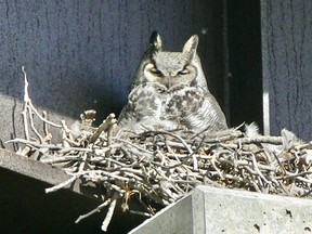 This great horned owl expropriated a raven nest and raised her two children on an overpass support structure. Photo by Phil Burke