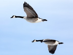 Is the arrival of Niska, the Cree word for a Canada geese, in Northern Ontario a sign spring is finally here? A look out the window Wednesday morning might suggest otherwise. FILE PHOTO/POSTMEDIA NETWORK