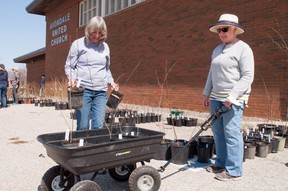 Elizabeth Spedaliere (left) and Leslye Glover, members of the Stratford and Area Master Gardeners, help organize a tree sale taking place at Avondale United Church on Saturday Chris Montanini/Stratford Beacon Herald