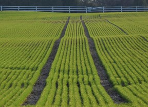 FIELD OF GREENS: Rows of winter wheat in an Ilderton field are a welcome spring sight, though ironic the seeds need low temperatures to prosper.